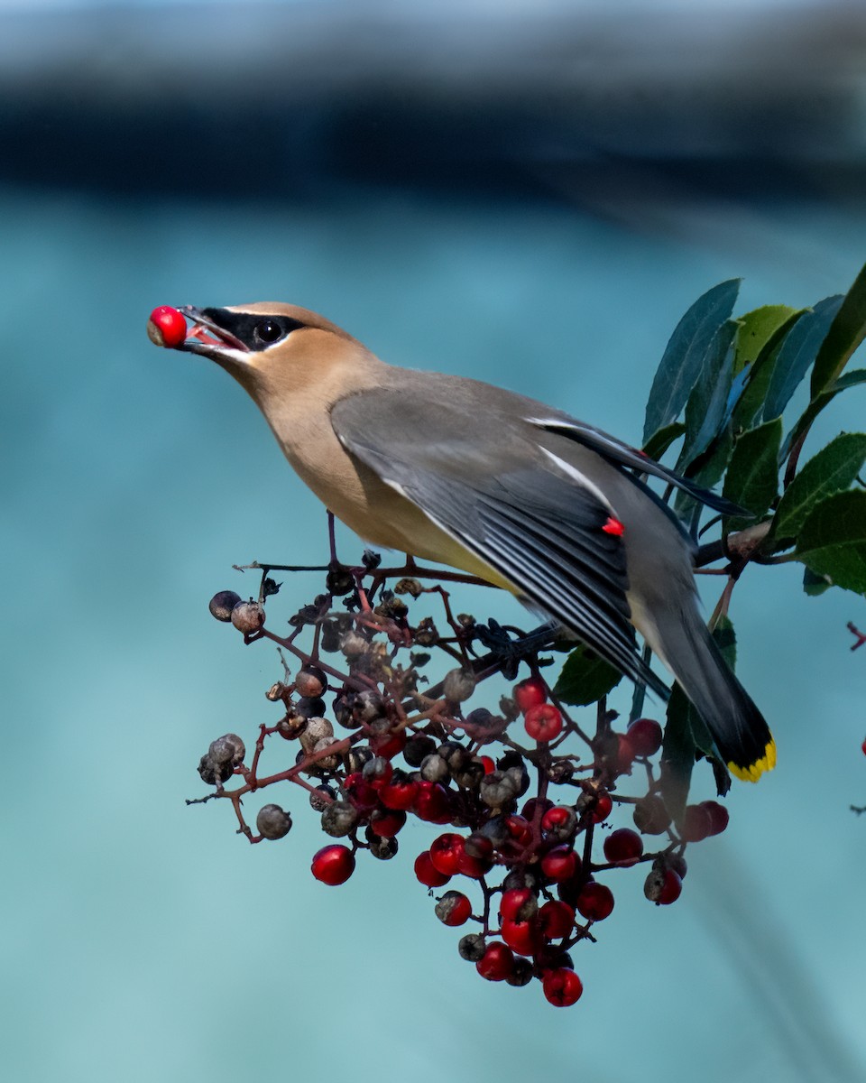 Cedar Waxwing - ML646430809