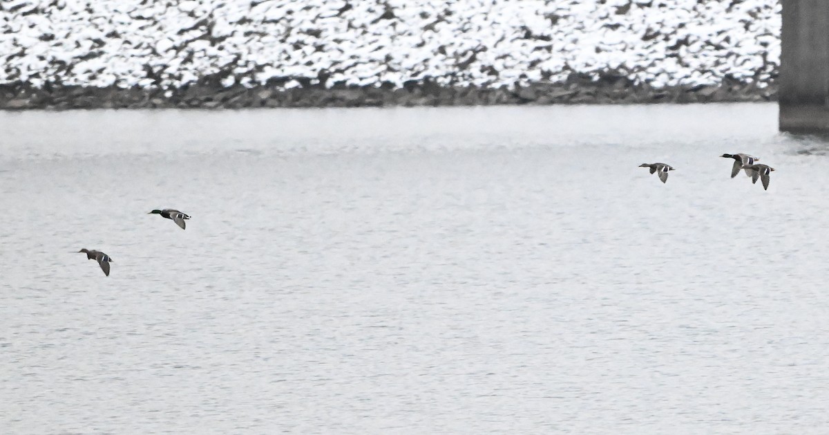 kachna divoká - ML646430811