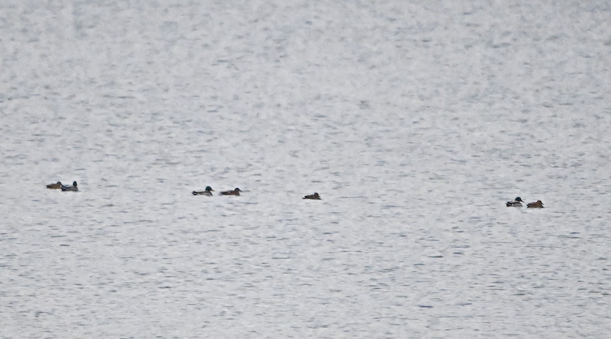 kachna divoká - ML646430812