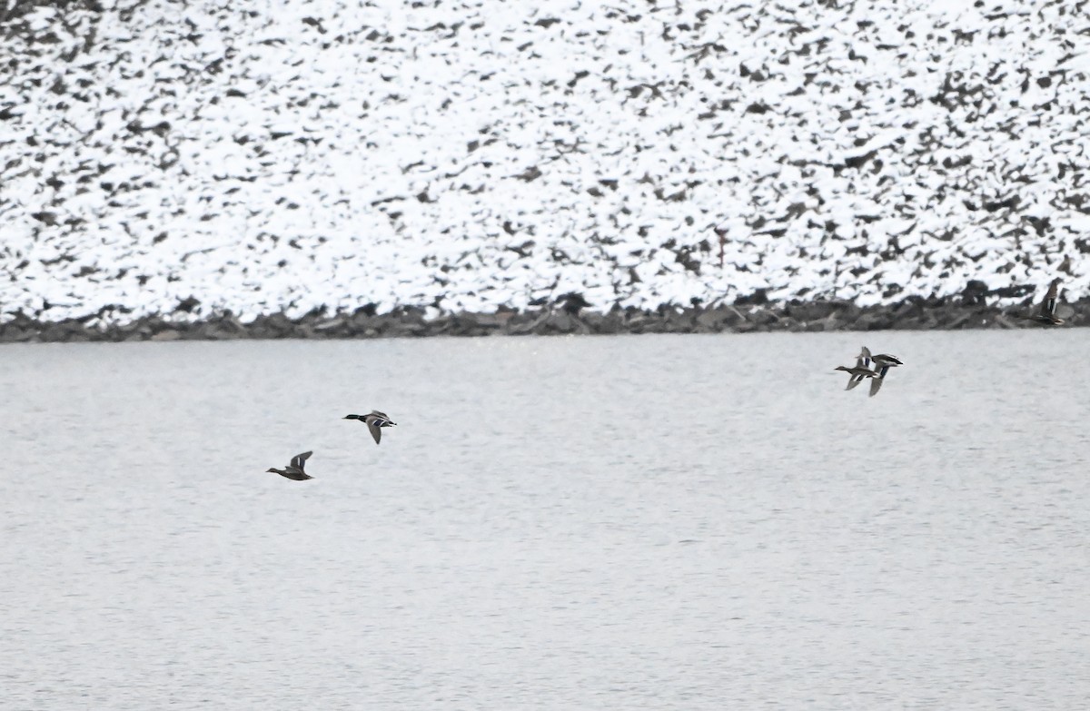 kachna divoká - ML646430813