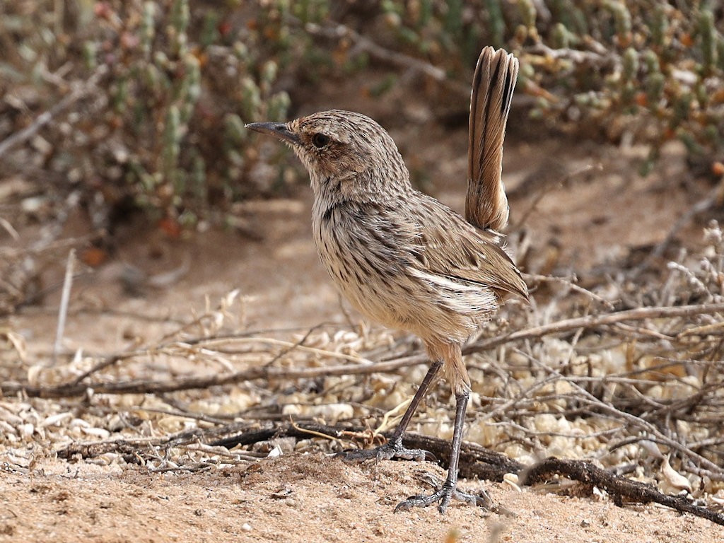 Rufous Fieldwren - ML646430819