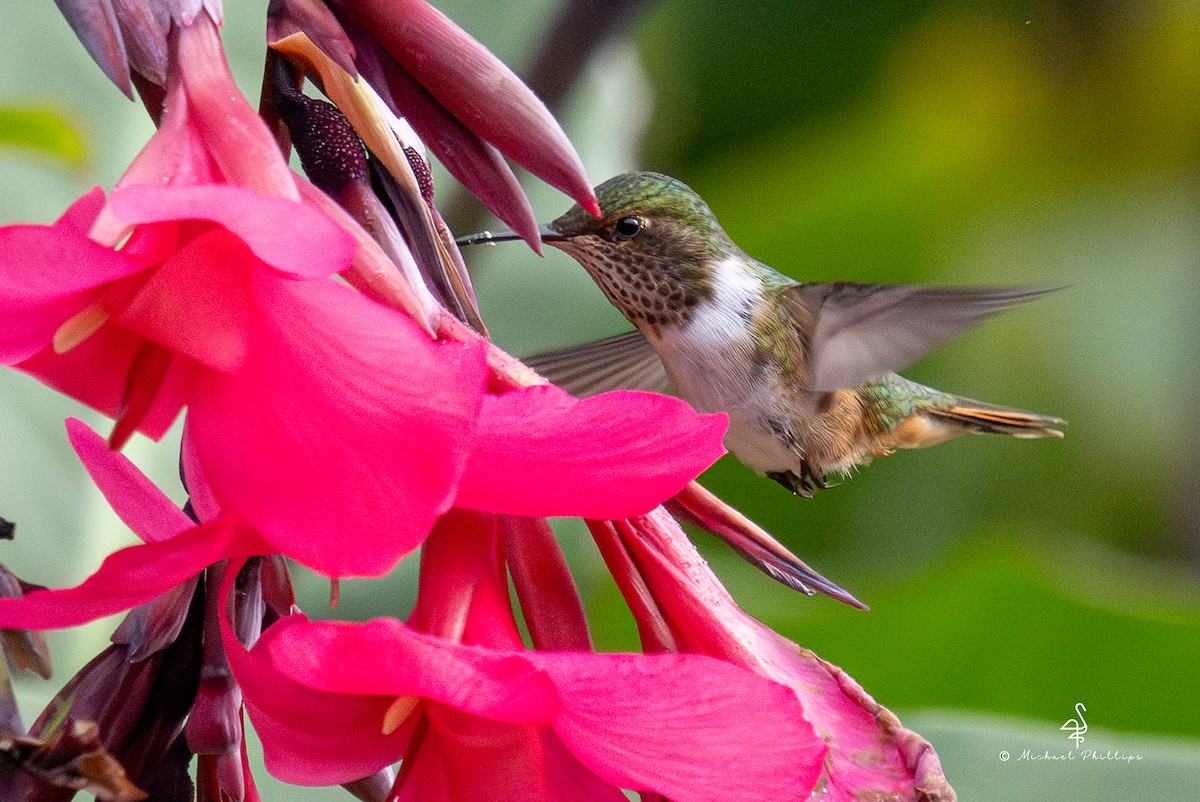 バラエリフトオハチドリ - ML646430820