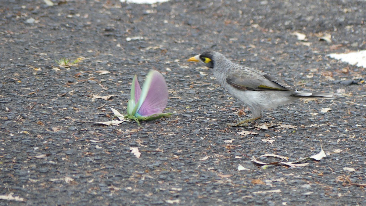 Noisy Miner - ML646430821