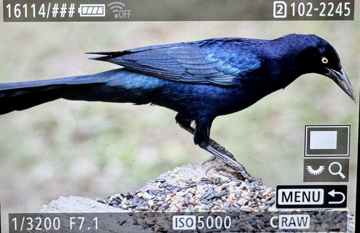 Great-tailed Grackle - ML646430822