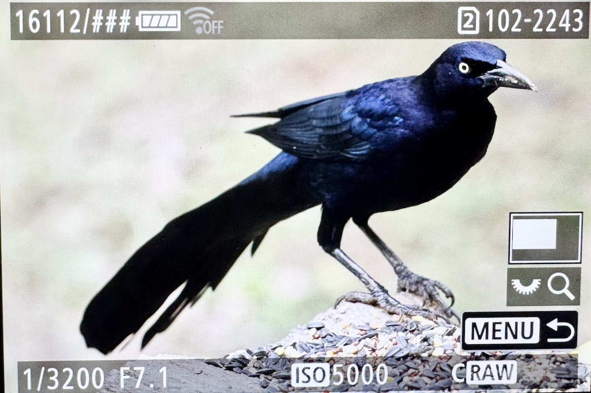 Great-tailed Grackle - ML646430823