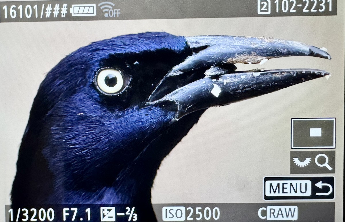 Great-tailed Grackle - ML646430824