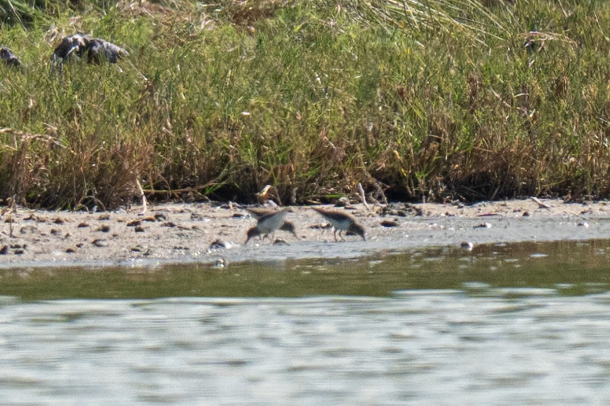 Least Sandpiper - ML646430827