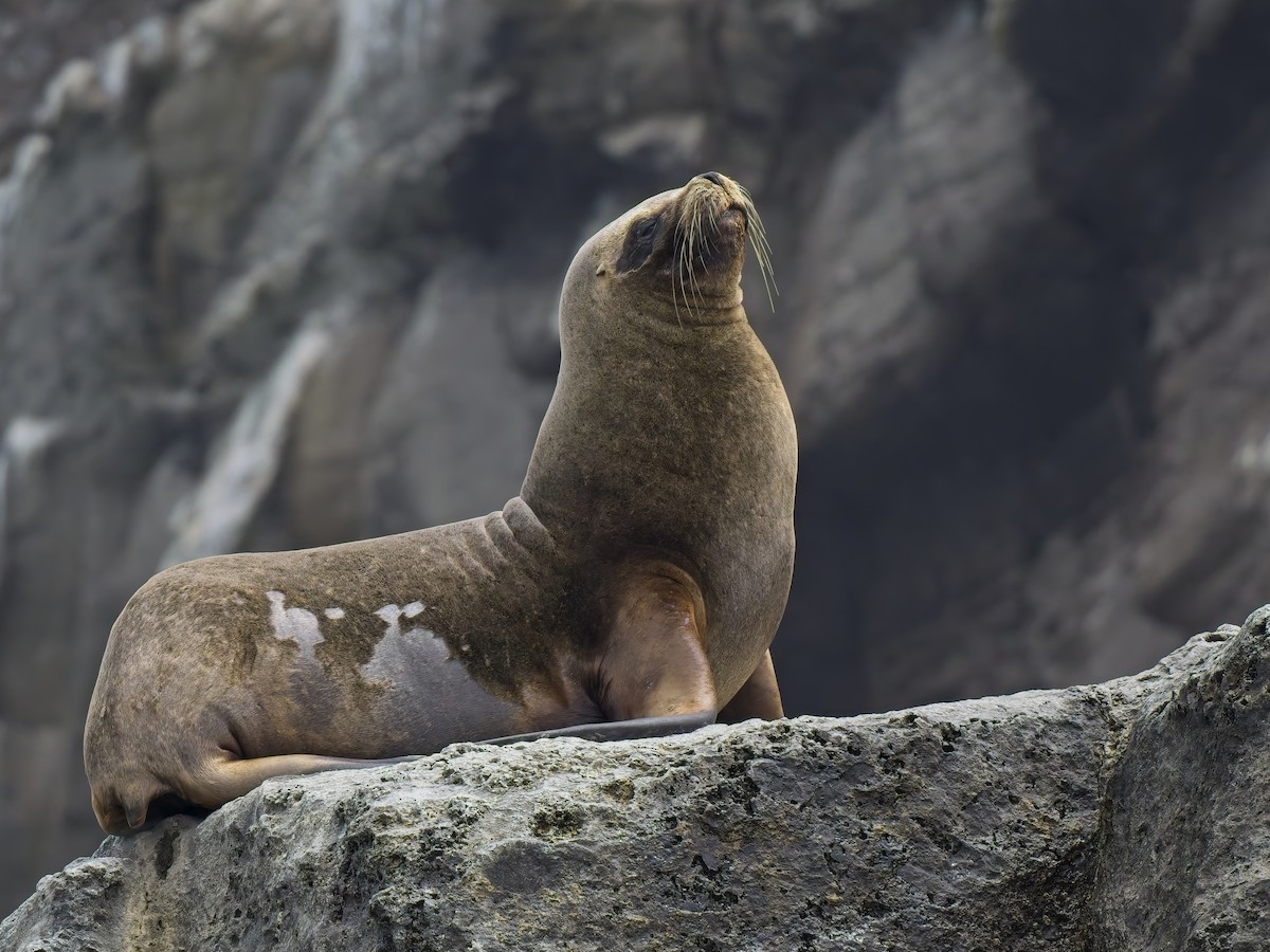 Animals - ML646430829