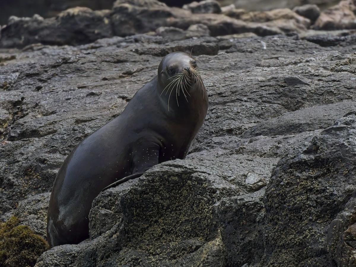 Animals - ML646430830