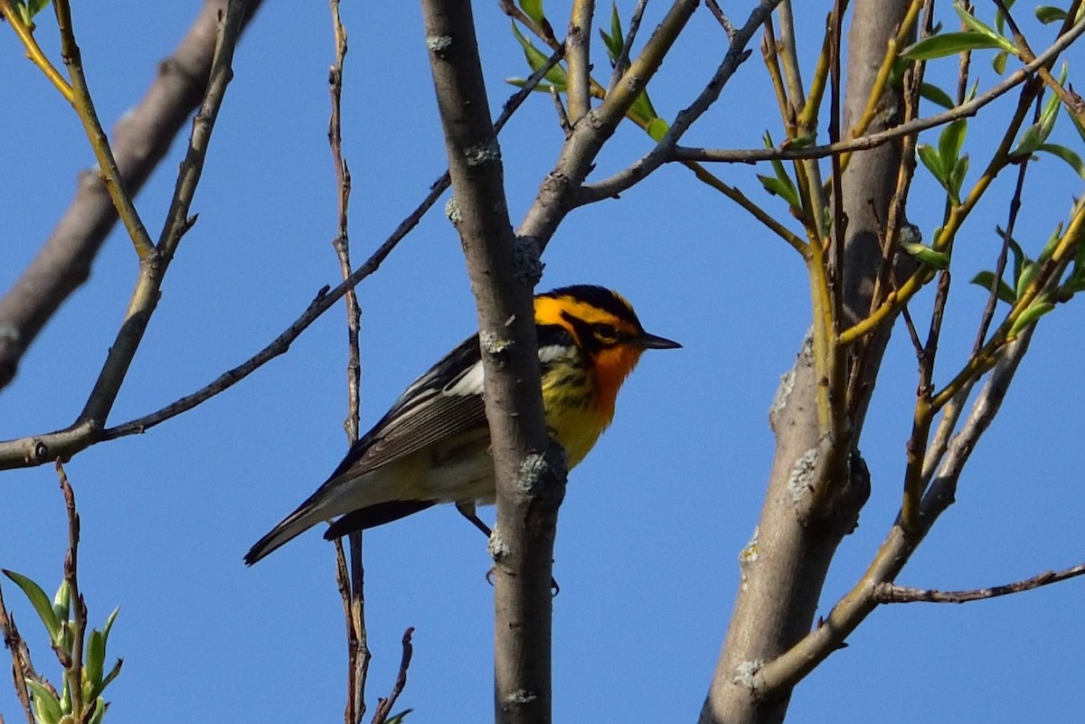 Paruline à gorge orangée - ML646430835