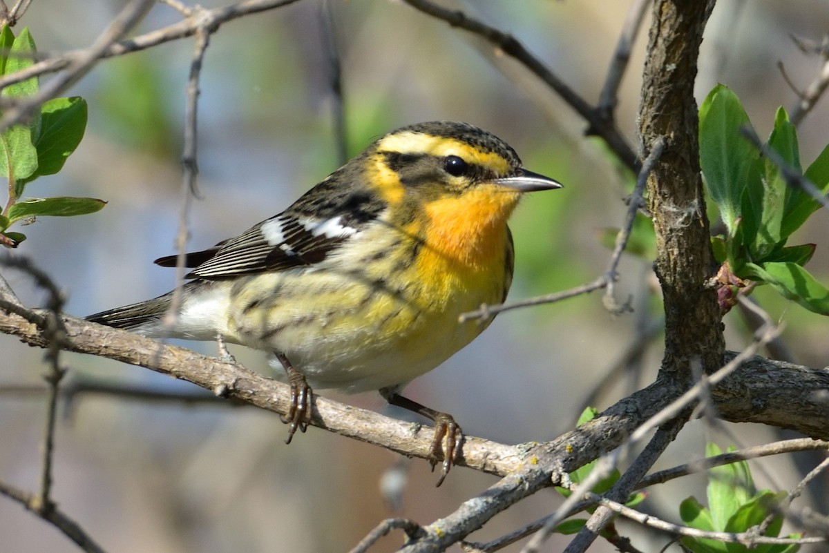 Paruline à gorge orangée - ML646430836