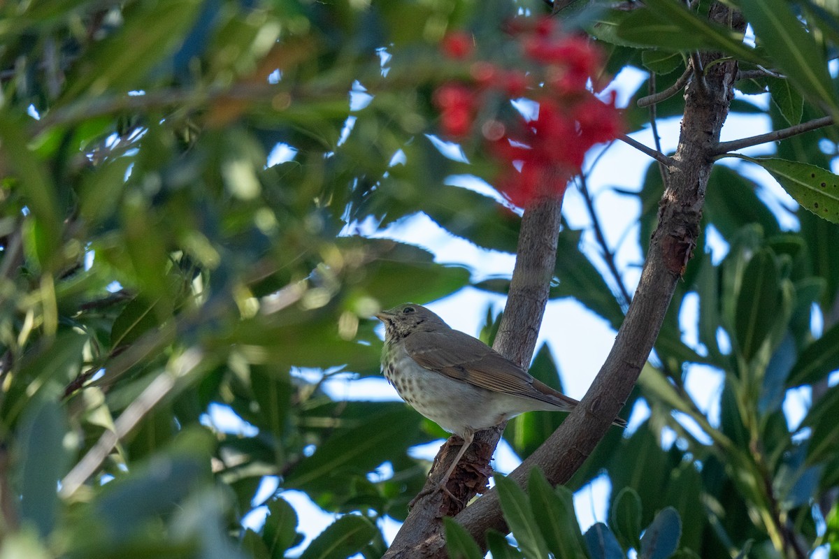 Hermit Thrush - ML646430842