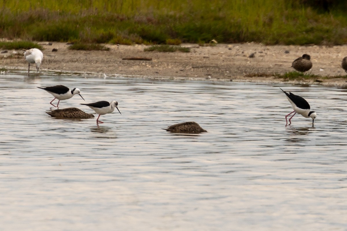 Pied Stilt - ML646430847