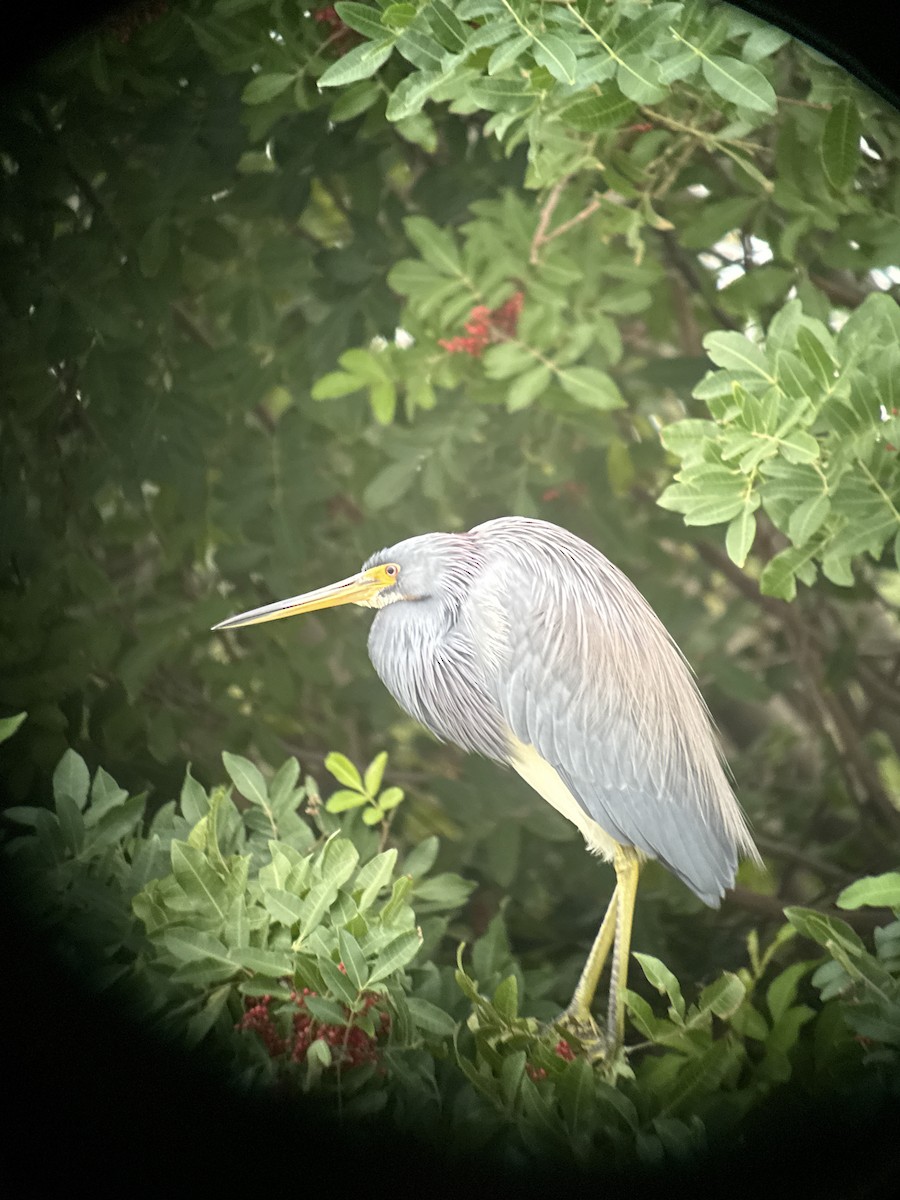 Tricolored Heron - ML646430848
