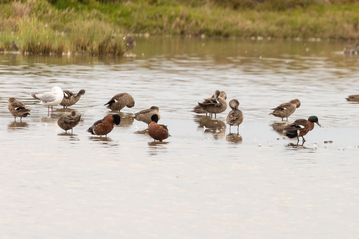 Chestnut Teal - ML646430853