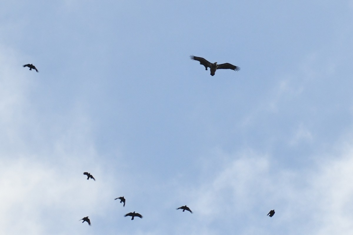 Pygargue à tête blanche - ML646430856