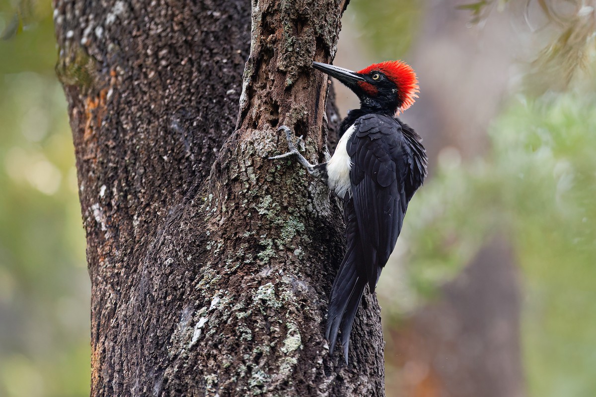 White-bellied Woodpecker - ML646430857