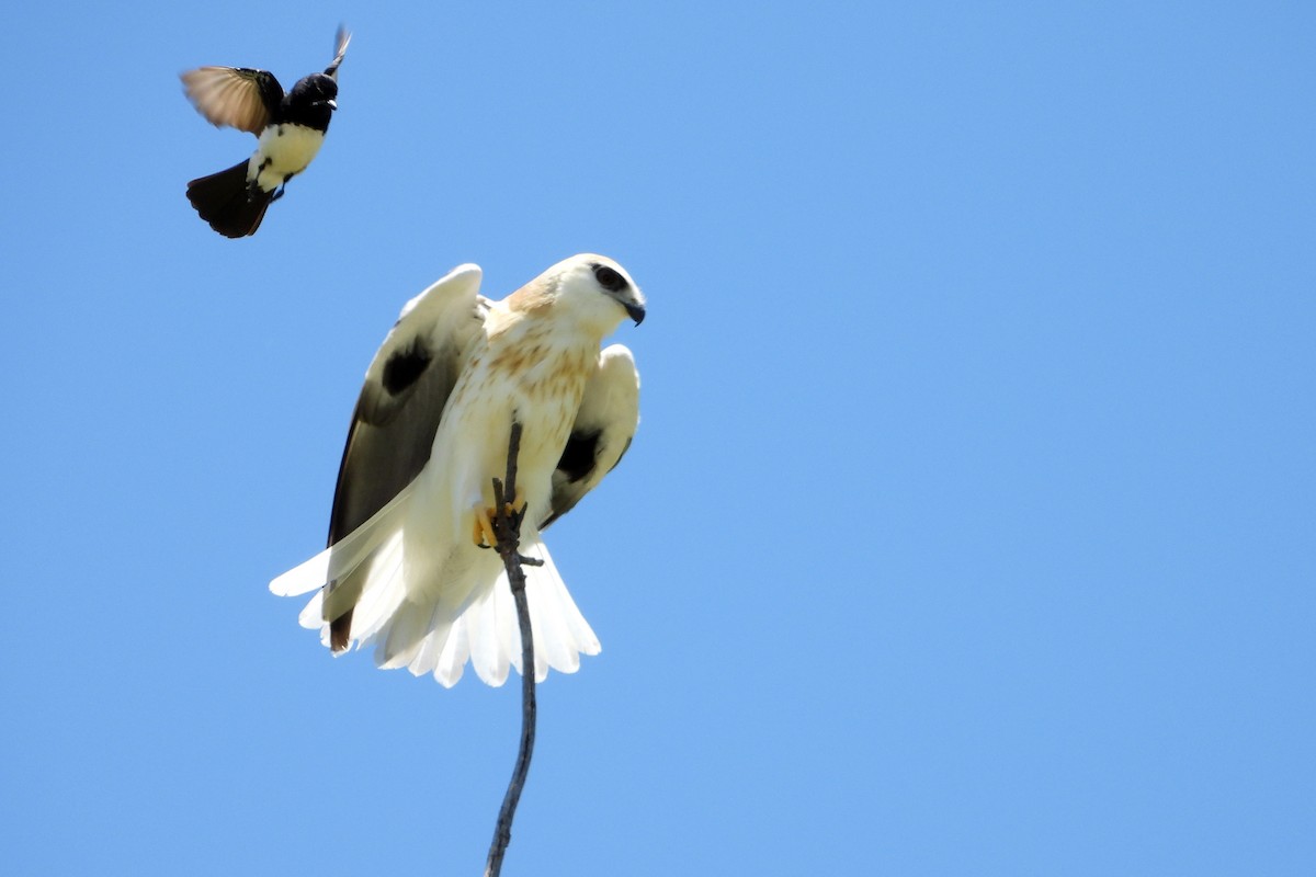 Black-shouldered Kite - ML646430860