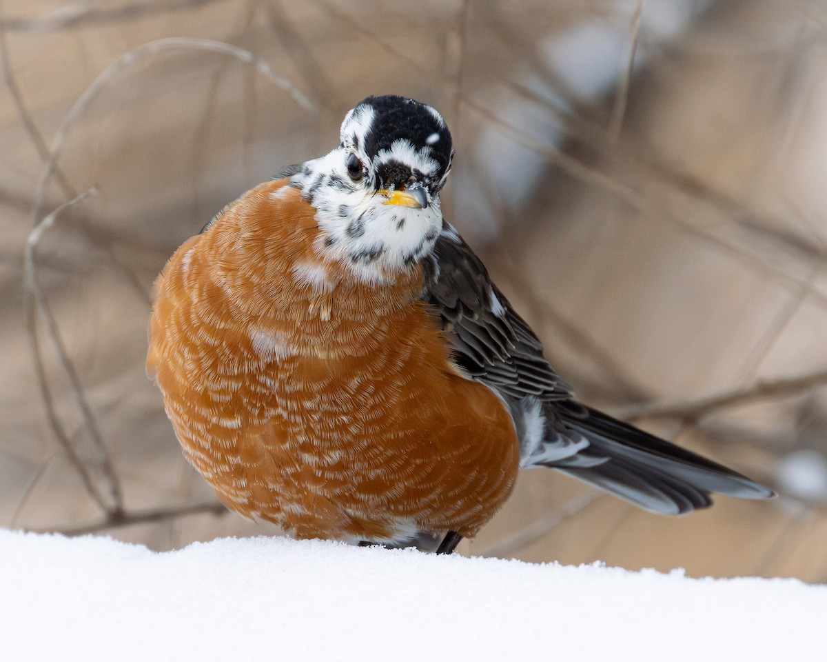 American Robin - ML646430868