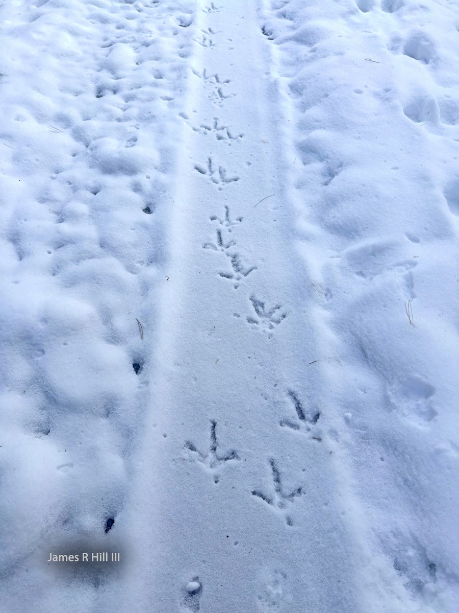 Animals - ML646430870