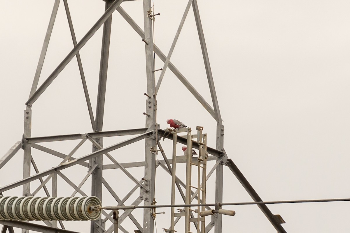 גלאה - ML646430872