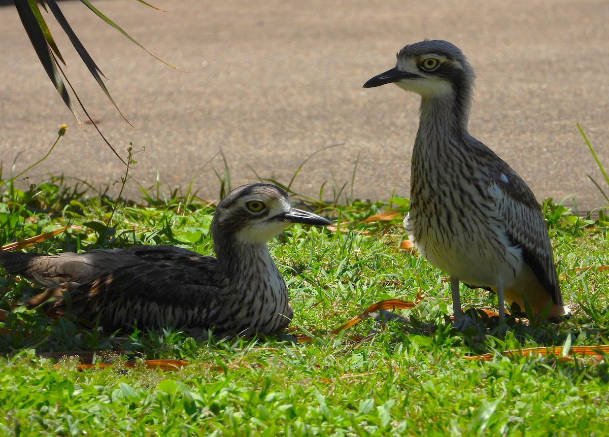 オーストラリアイシチドリ - ML646430877