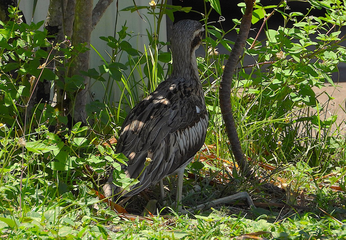 オーストラリアイシチドリ - ML646430878