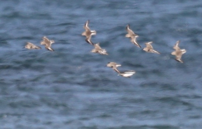 Dunlin - ML646430881