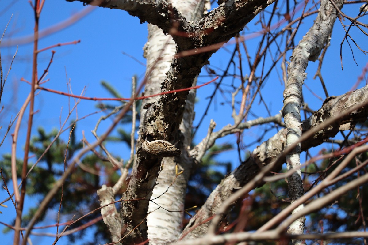 Brown Creeper - ML646430882