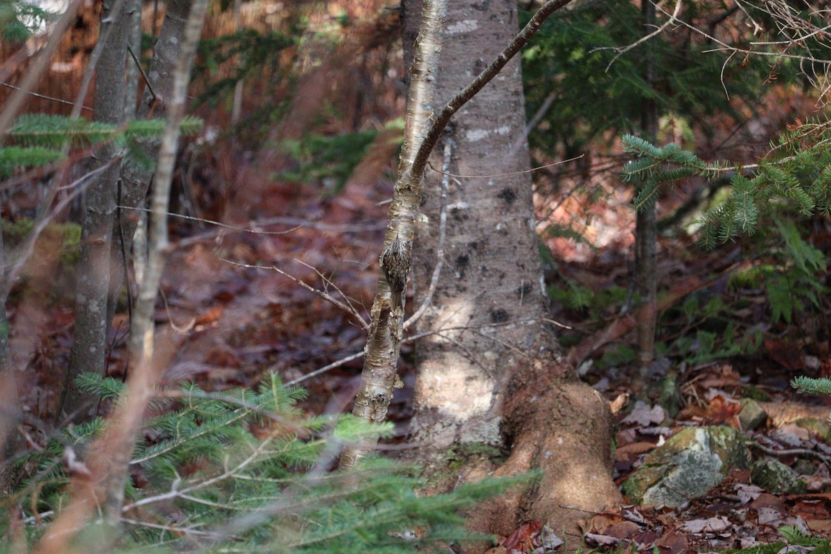 Brown Creeper - ML646430884
