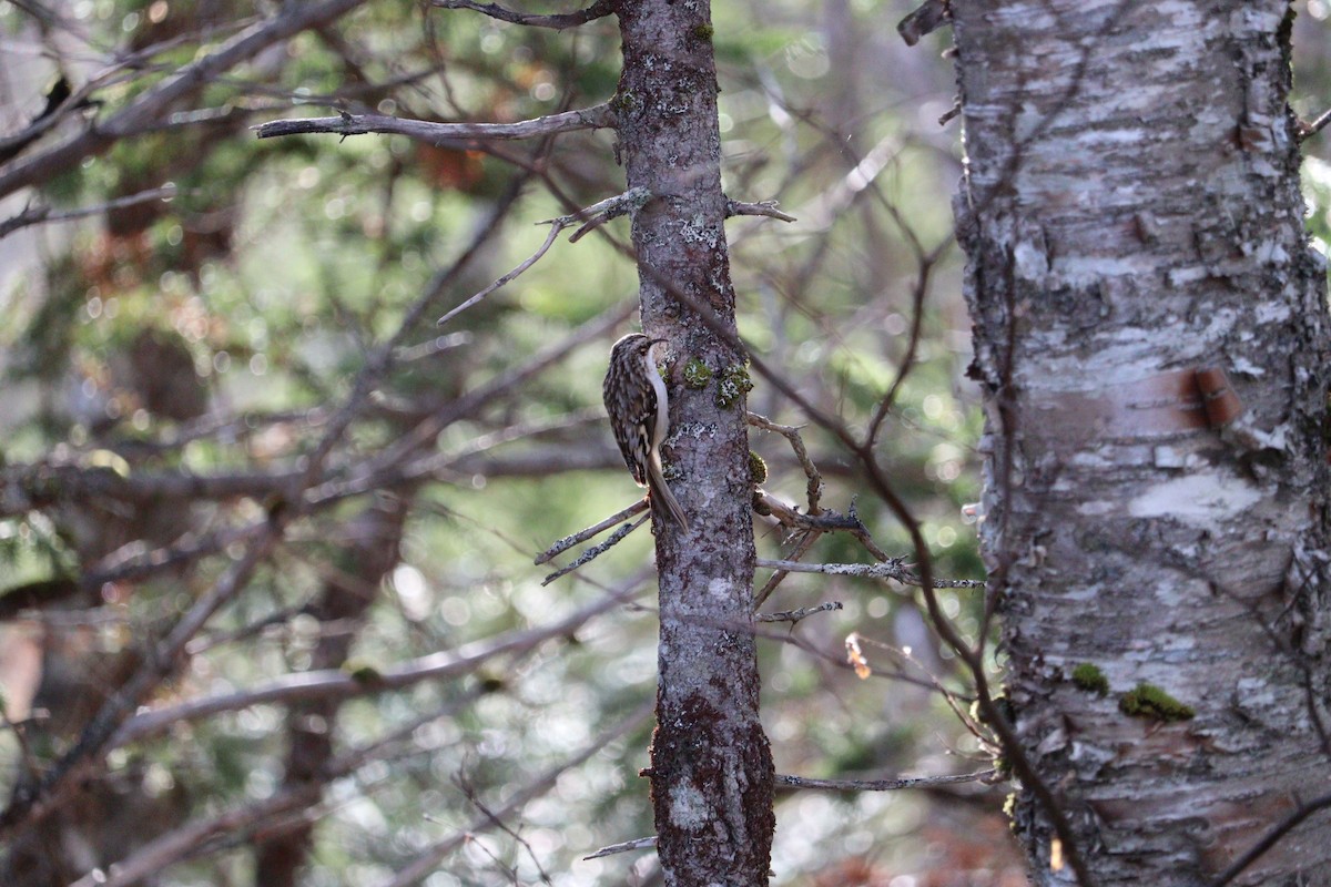 Brown Creeper - ML646430885