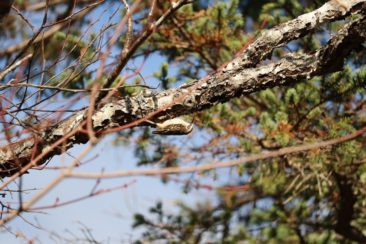 Brown Creeper - ML646430886
