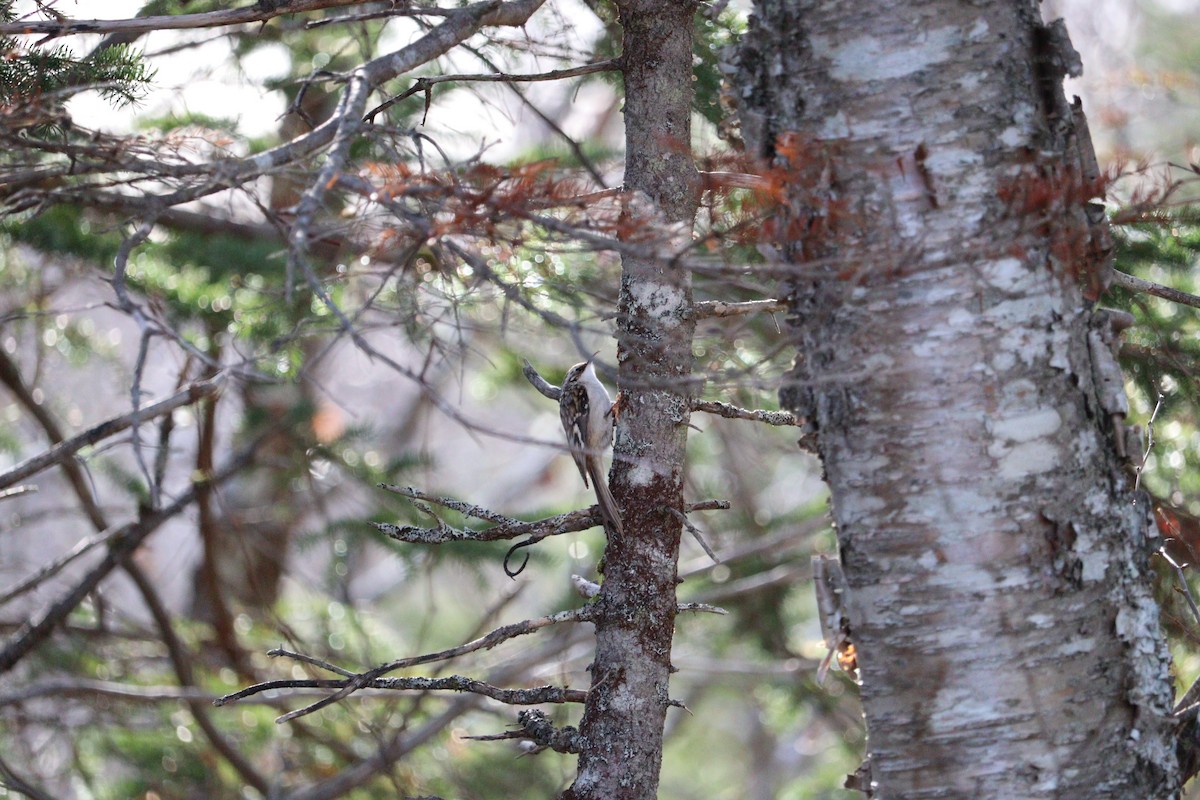 Brown Creeper - ML646430887