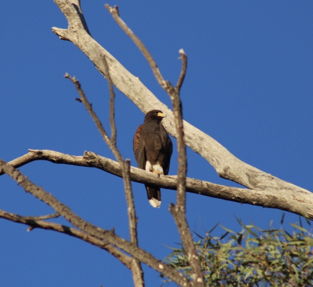 Harris's Hawk - ML646430889