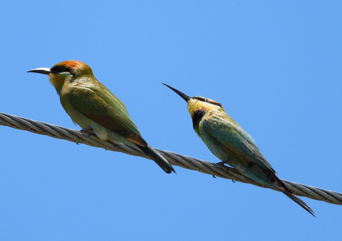 ハチクイ - ML646430891