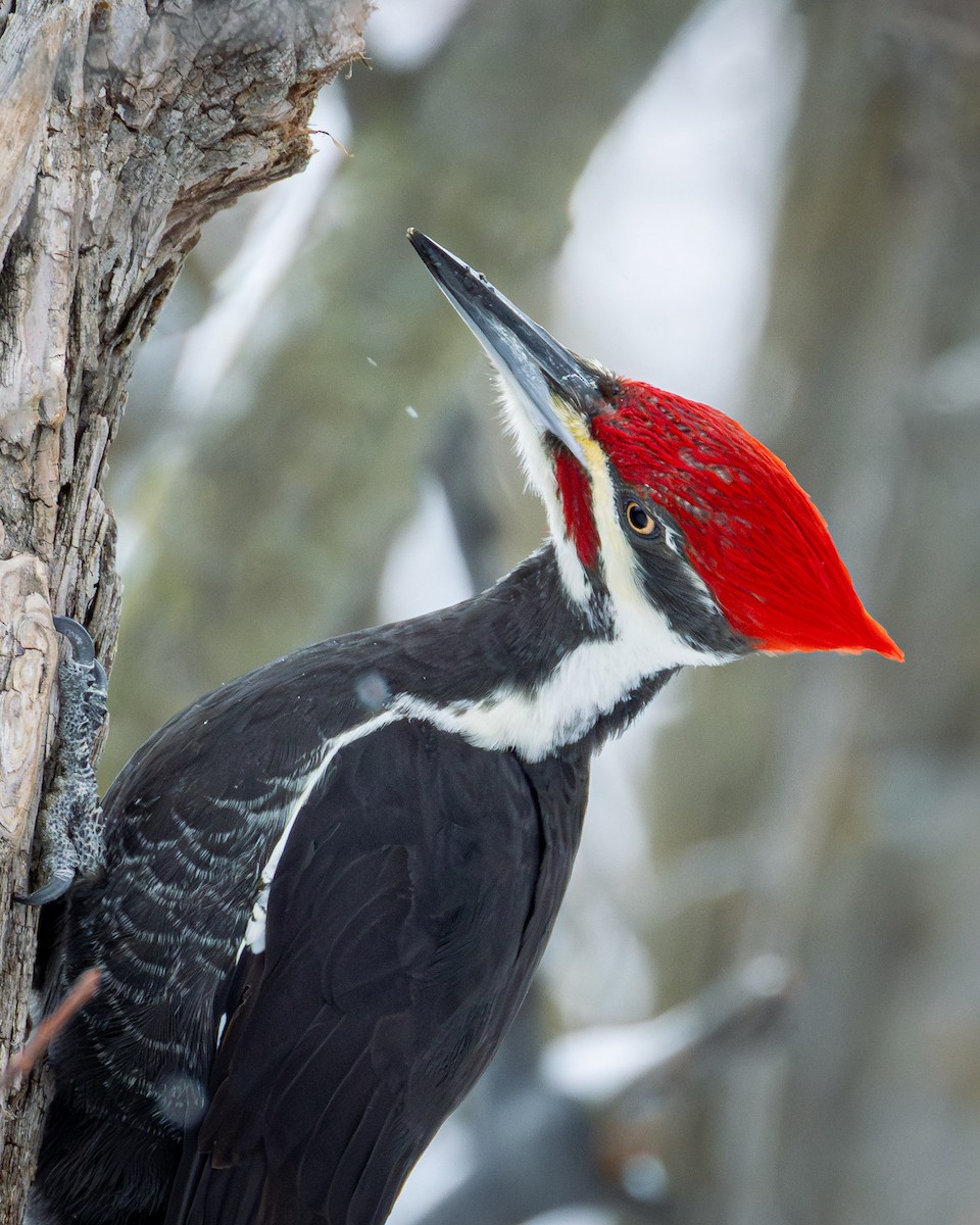 Жовна північна - ML646430894