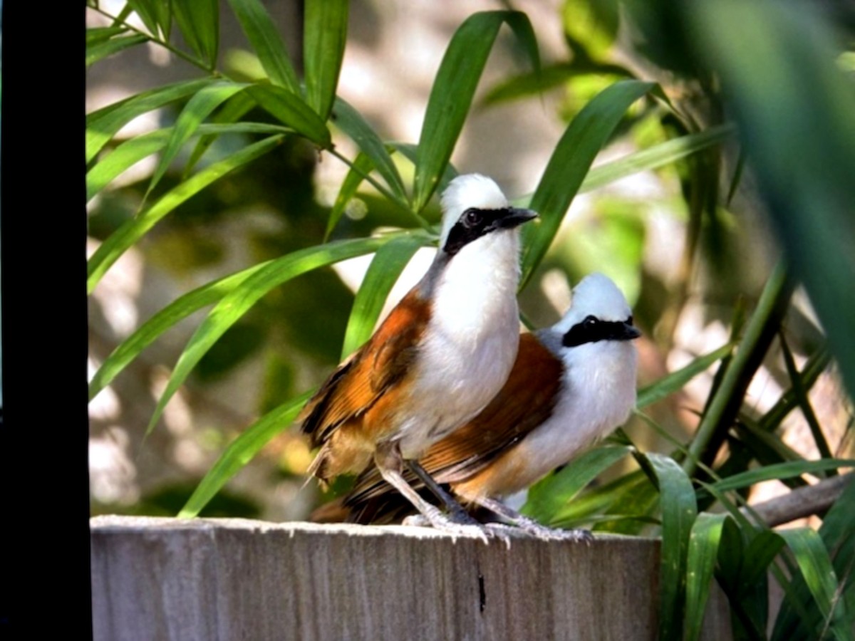 White-crested Laughingthrush - ML646430895