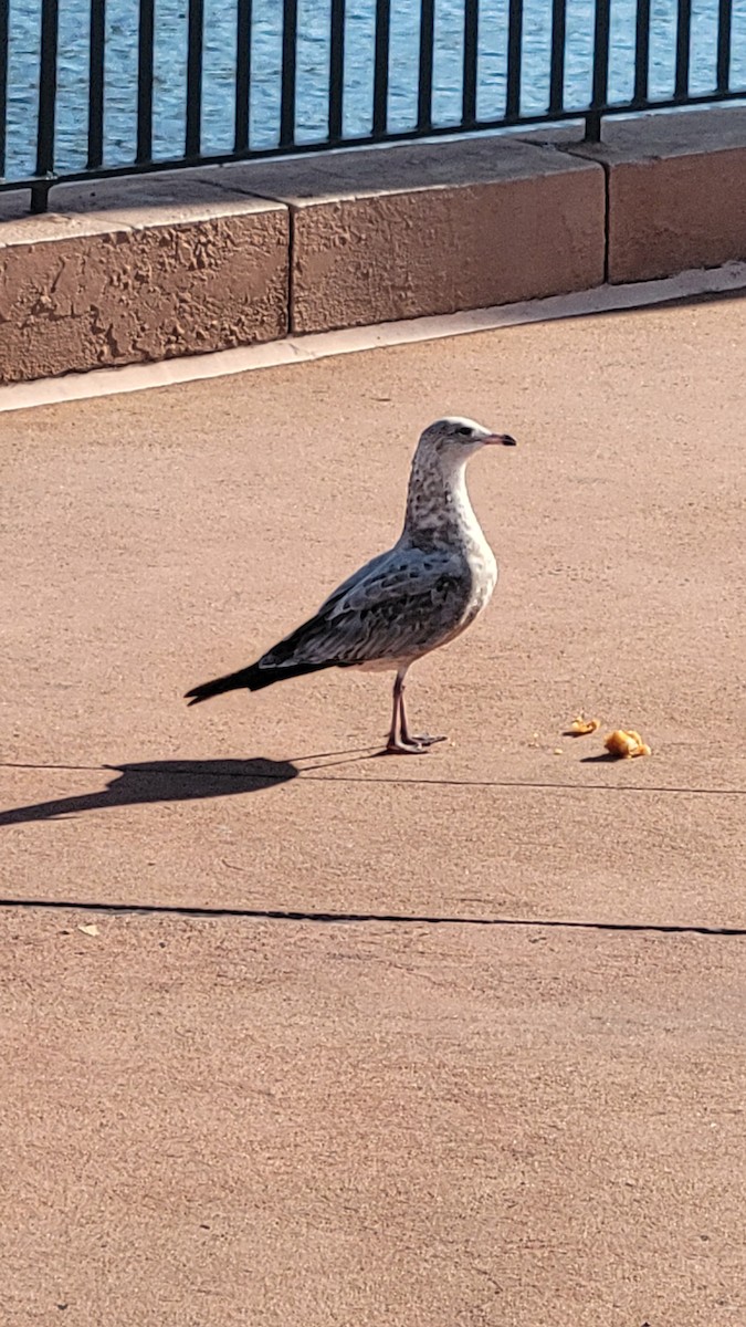 Ring-billed Gull - ML646430896