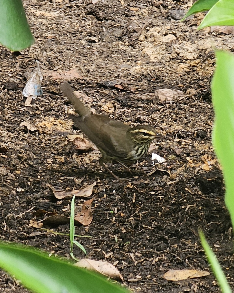 Drosselwaldsänger - ML646430897