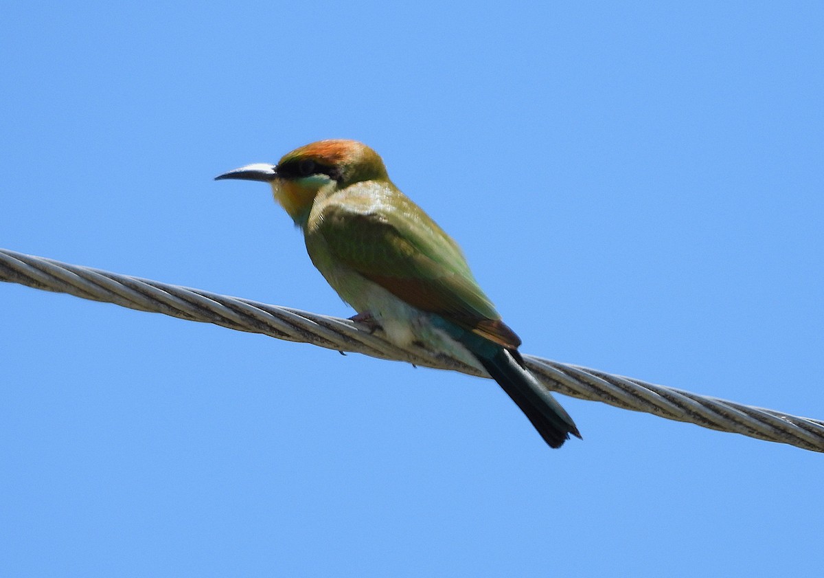 ハチクイ - ML646430898