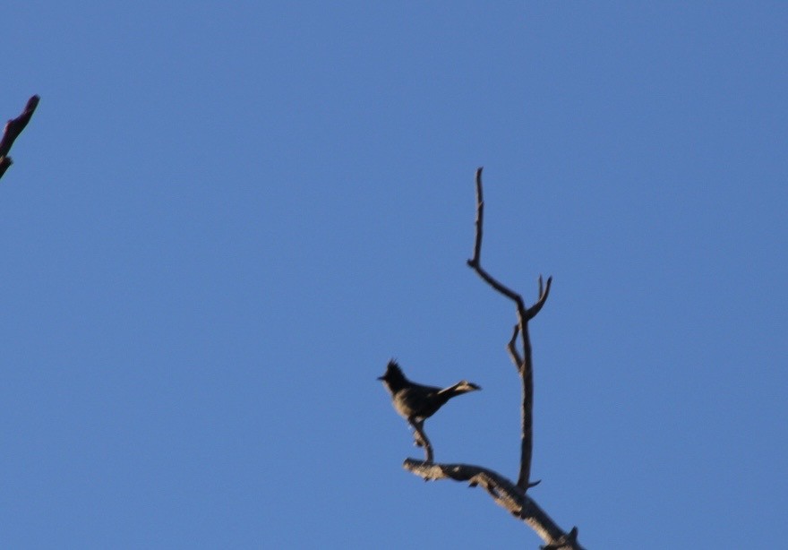 Phainopepla - ML646430899