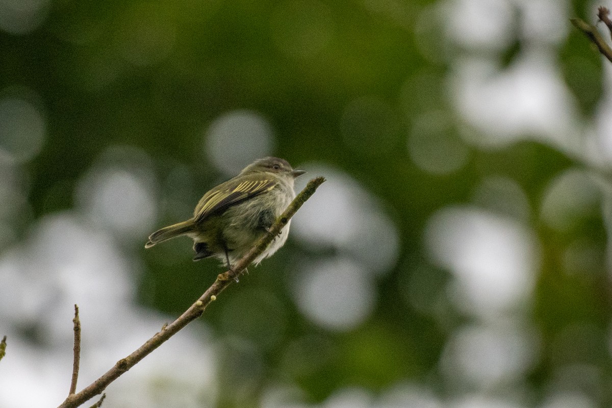 Mistletoe Tyrannulet - ML646430901