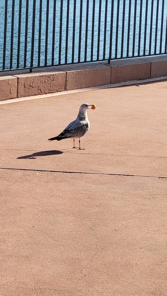 Ring-billed Gull - ML646430902