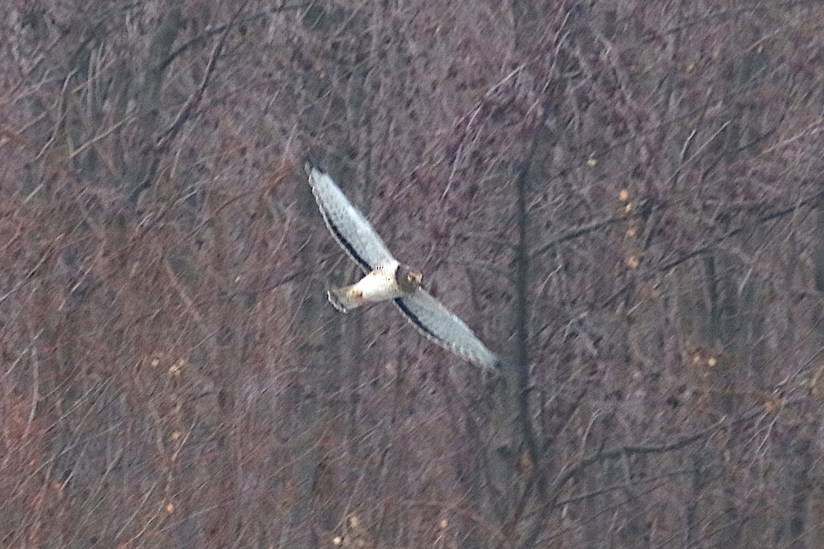 Northern Harrier - ML646430904