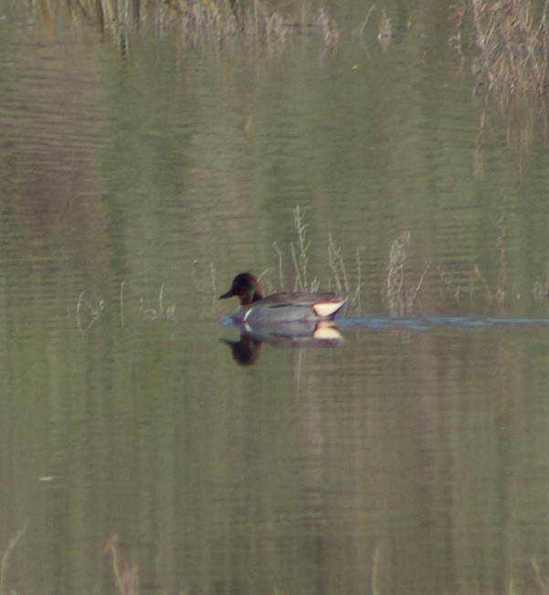 コガモ - ML646430905