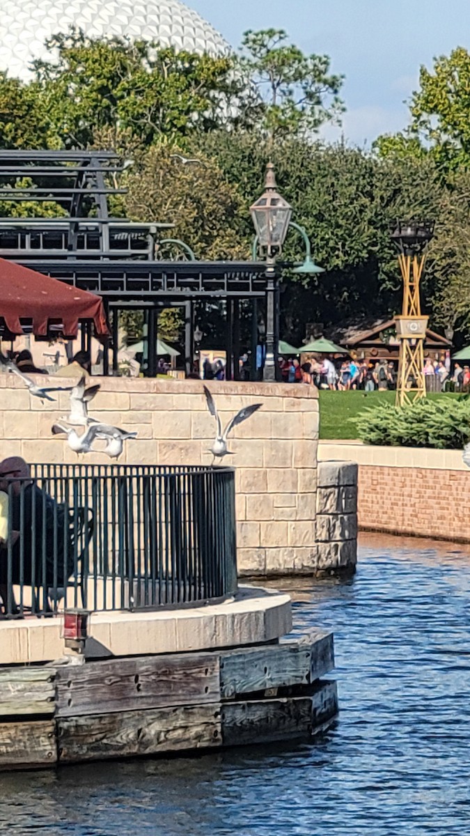 Ring-billed Gull - ML646430906