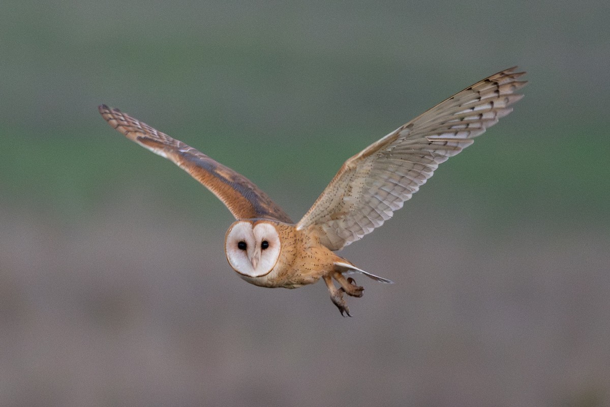 アメリカメンフクロウ - ML646430908