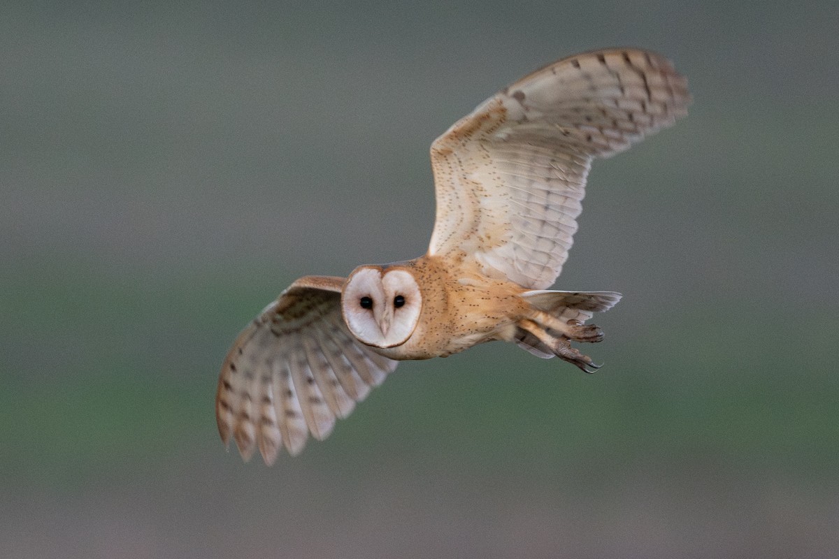 アメリカメンフクロウ - ML646430909