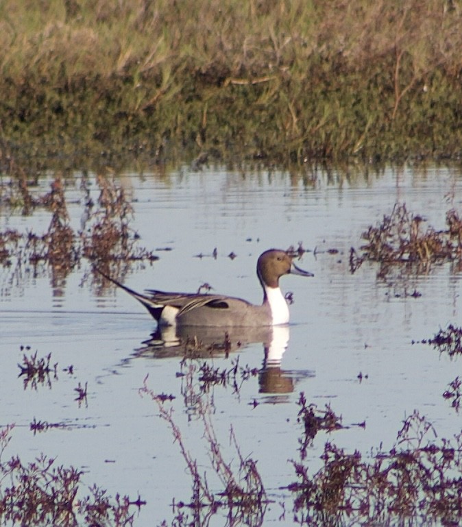 オナガガモ - ML646430910