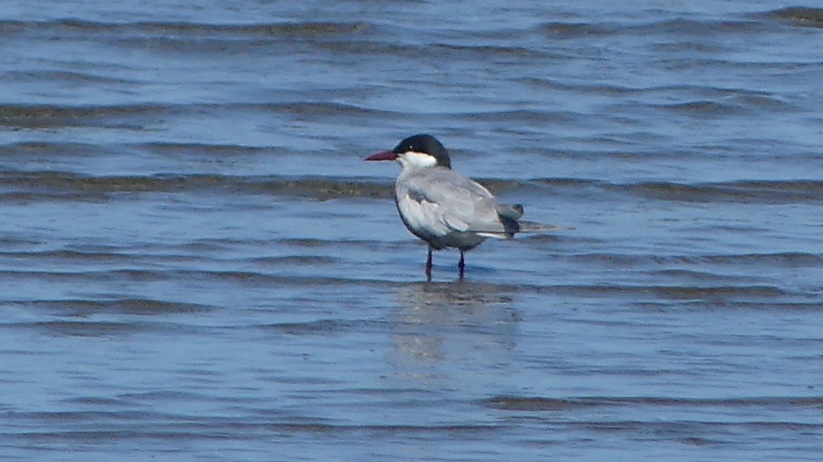 Whiskered Tern - ML646430912
